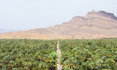 road between green coconut trees at daytime