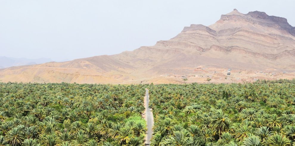 road between green coconut trees at daytime