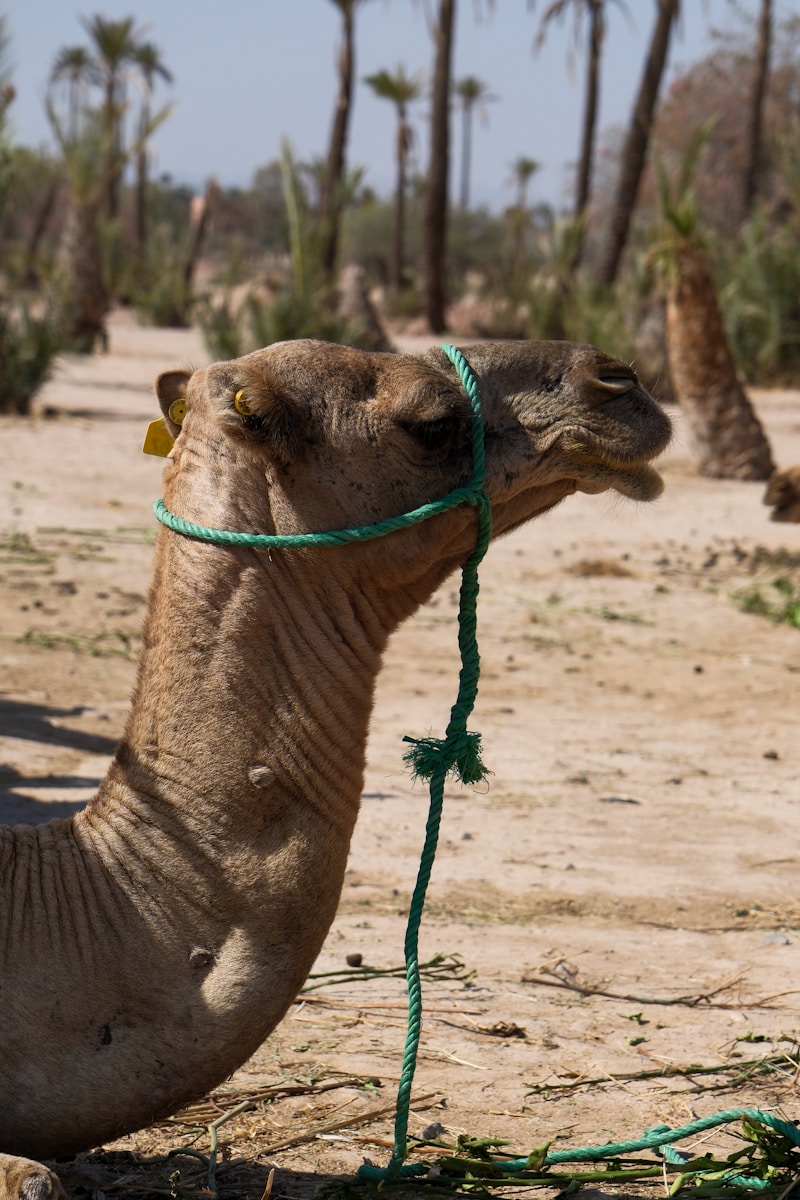 Camel Ride in Marrakech Palm Grove